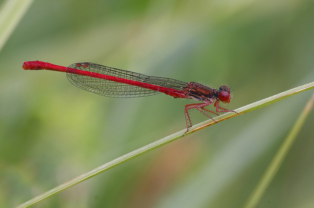 ...Tutta Rossa...!!!