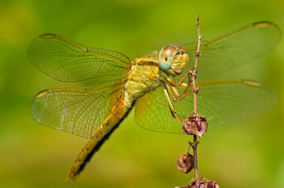 dragonfly