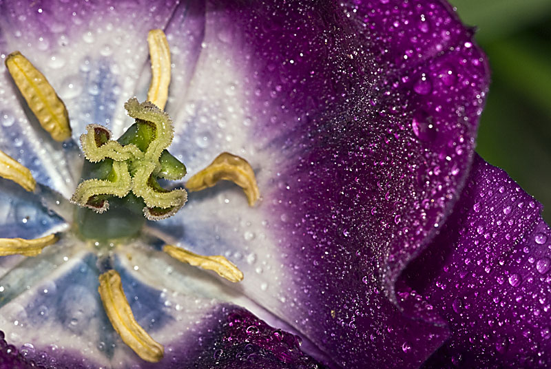 il tulipano viola....