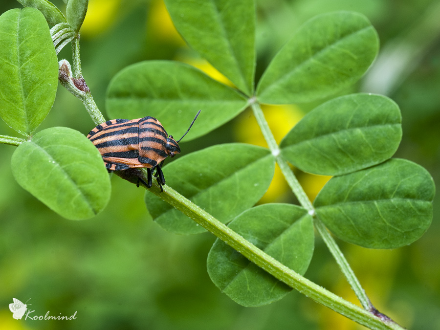 Graphosoma Lineatum
