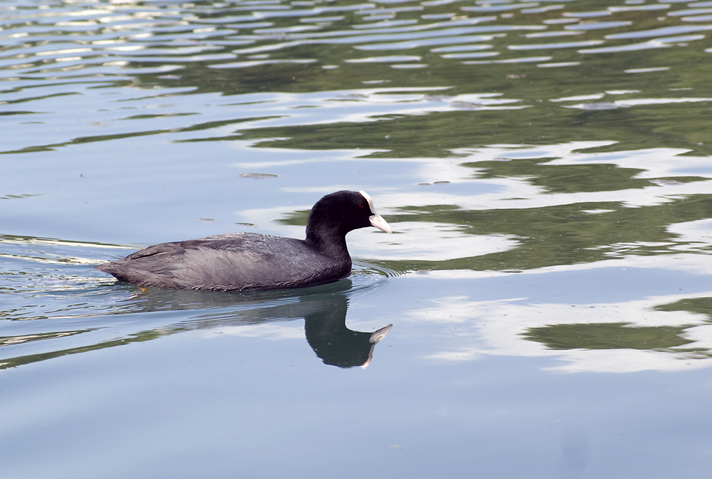 Folaga, finalmente riuscita! Forse..