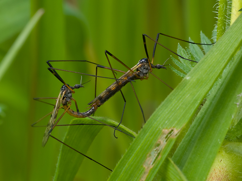 zanzaroni in....love