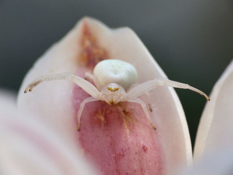 Sorpresa tra i petali