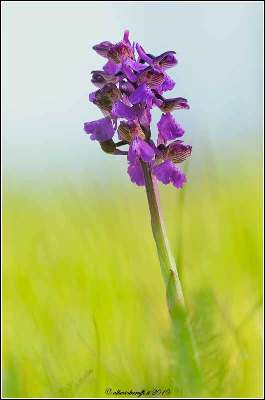 Orchis Morio ambientata