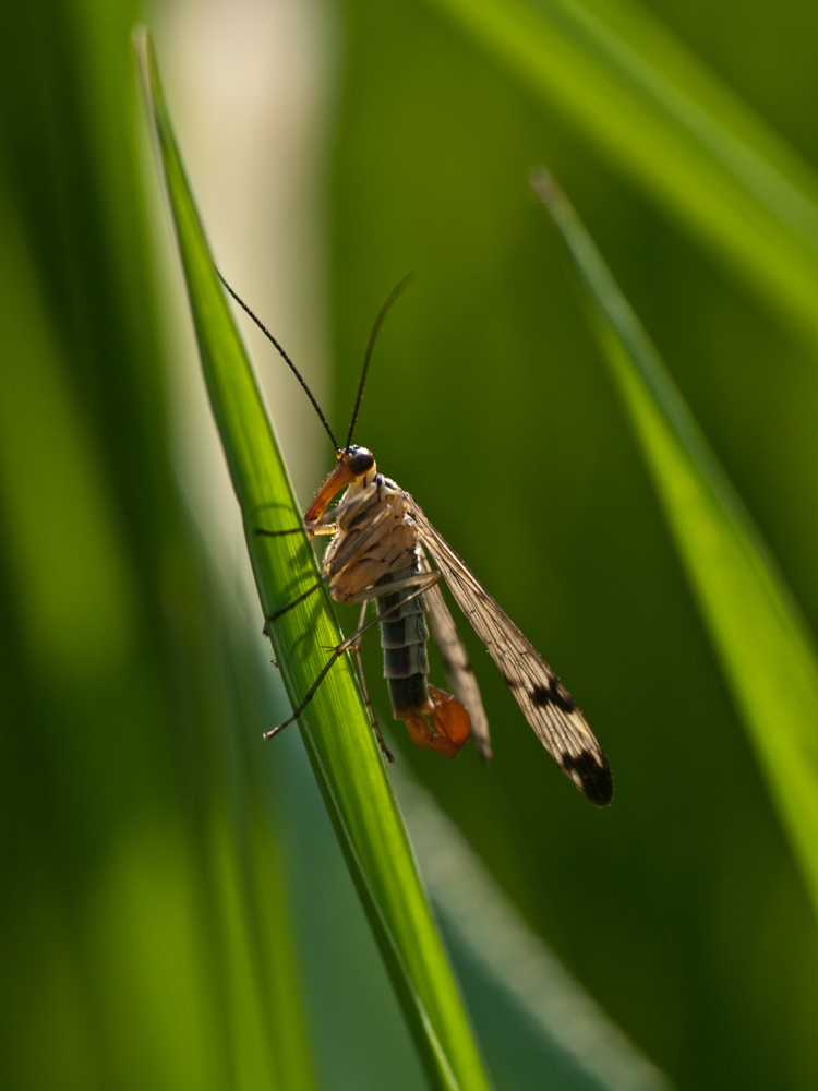 Mosca scorpione