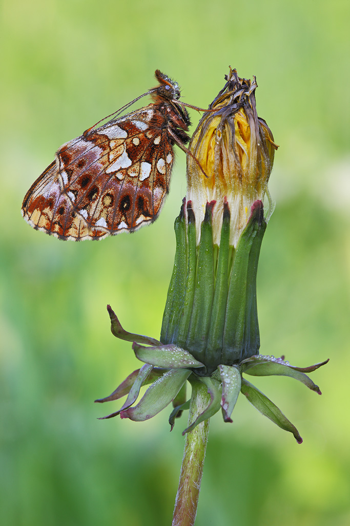 Boloria (clossiana)