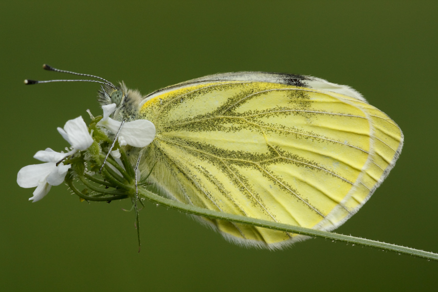 la timida Pieris