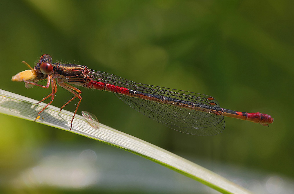 ...Senza Piet�...!!!