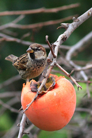 dona a noi il cibo quotidiano
