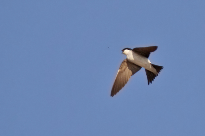 RONDINE CON PREDA........