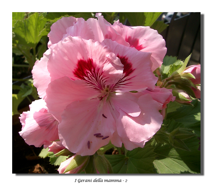 I Gerani della mamma - 2
