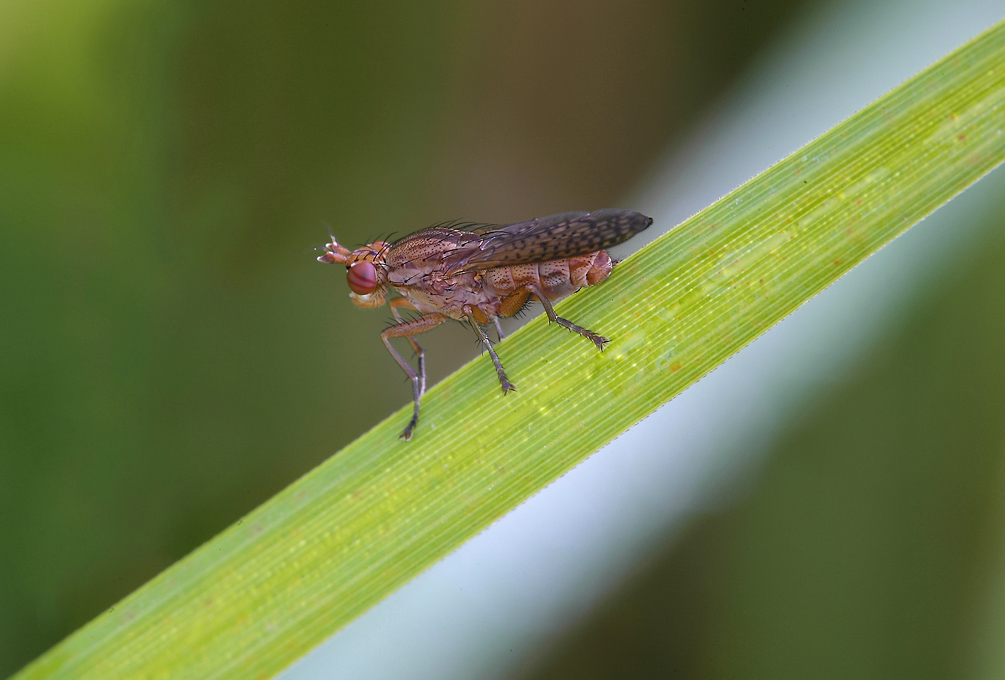 ...Una Semplice Mosca...!!!