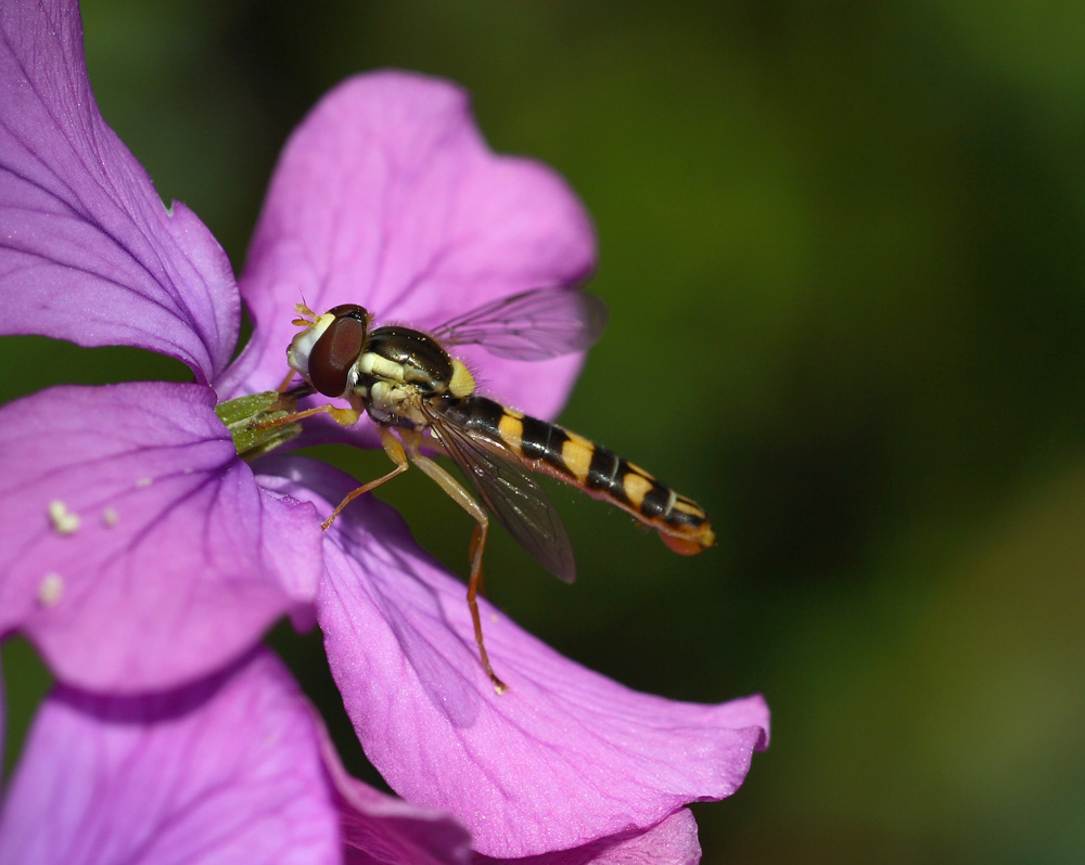 Spuntino primaverile