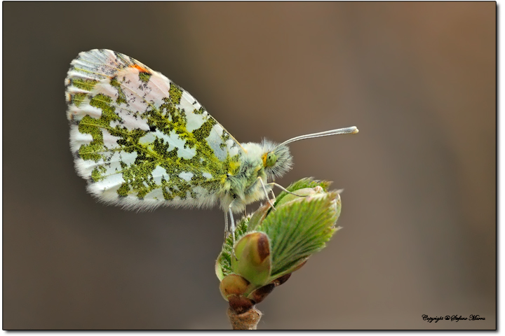 Anthocharis cardamines