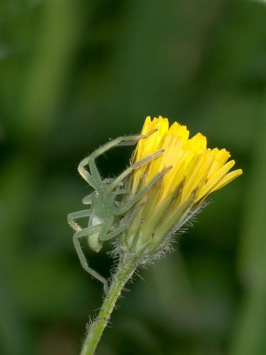 verde.. giallo.. verde
