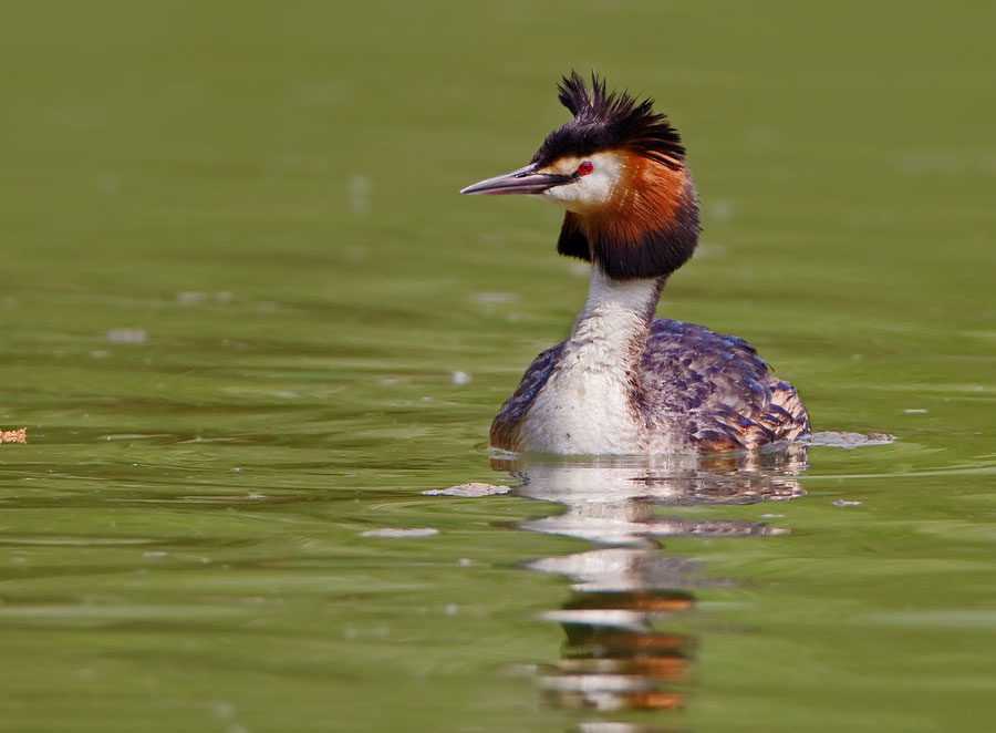 Svasso Maggiore (Podiceps cristatus)