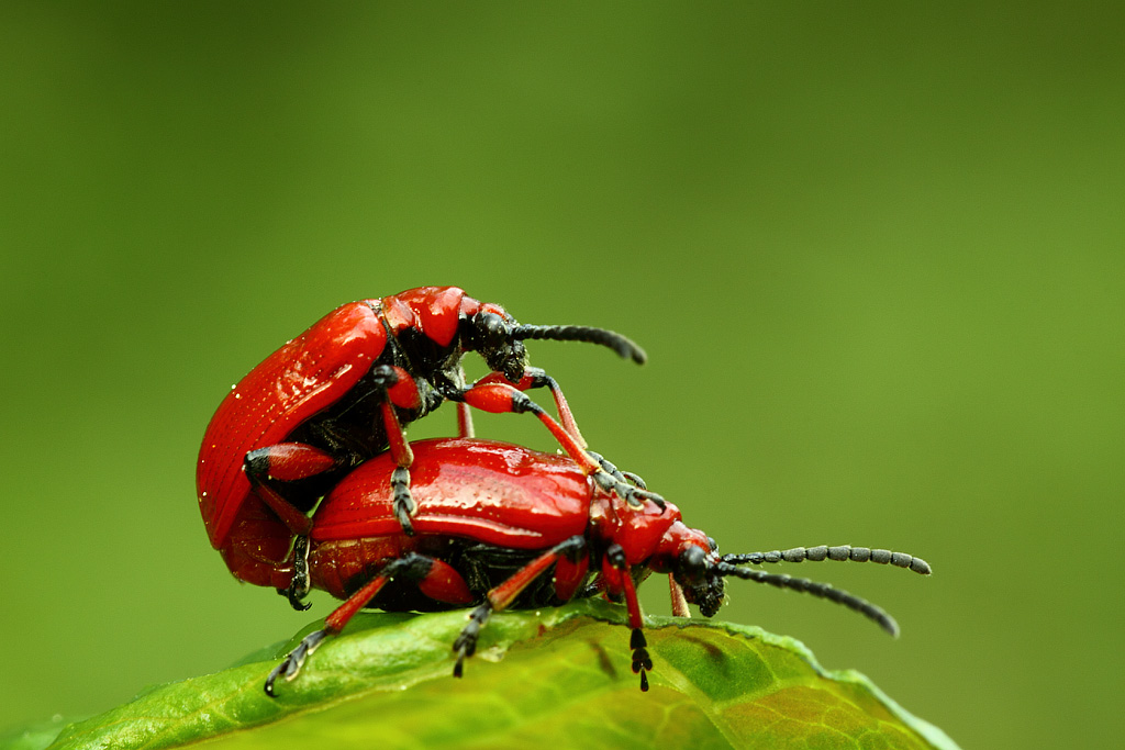 l'accoppiamento......