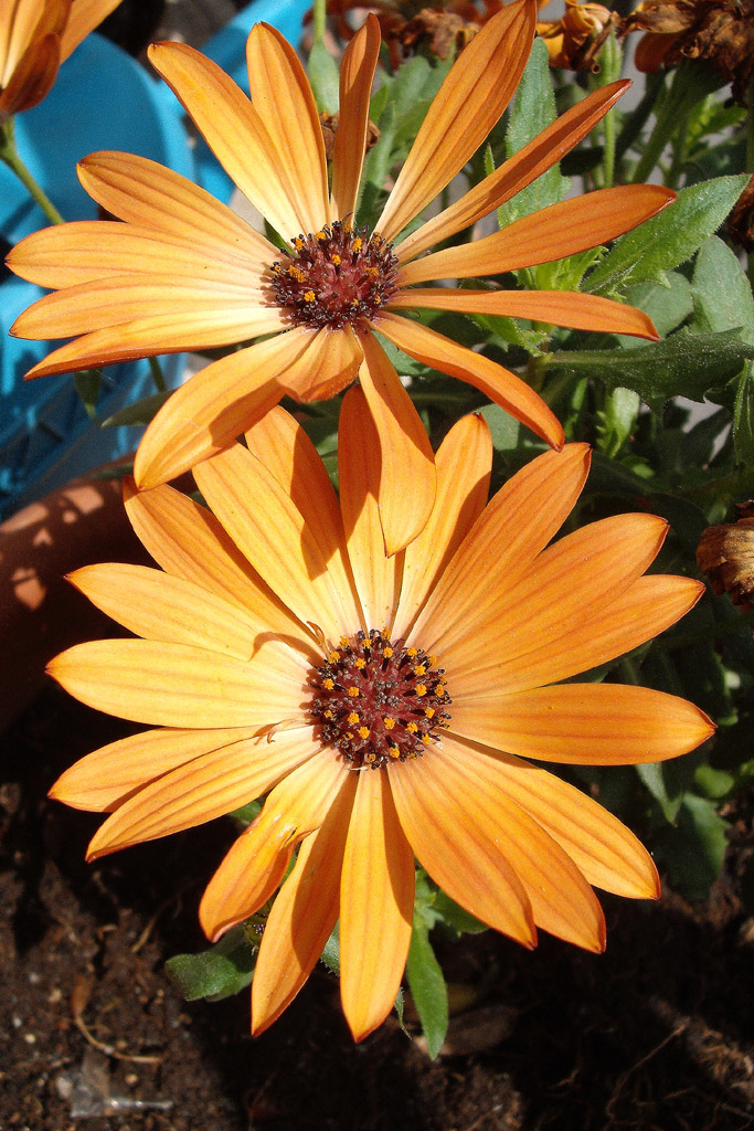 Fuji A850 senza FLOU