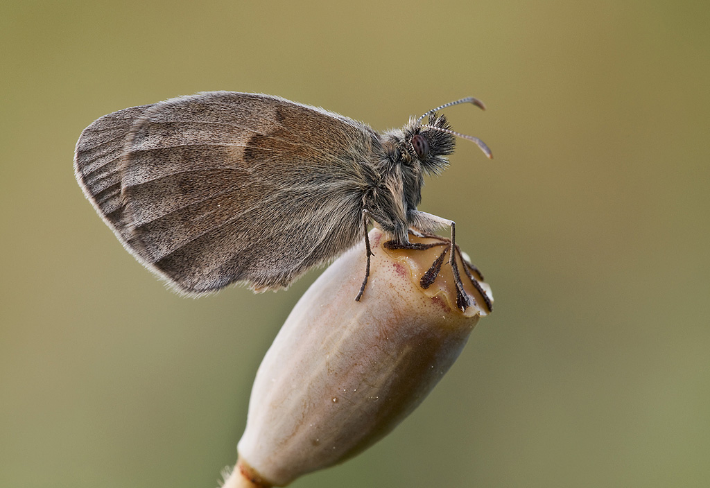 Coenonypha pamphilus.