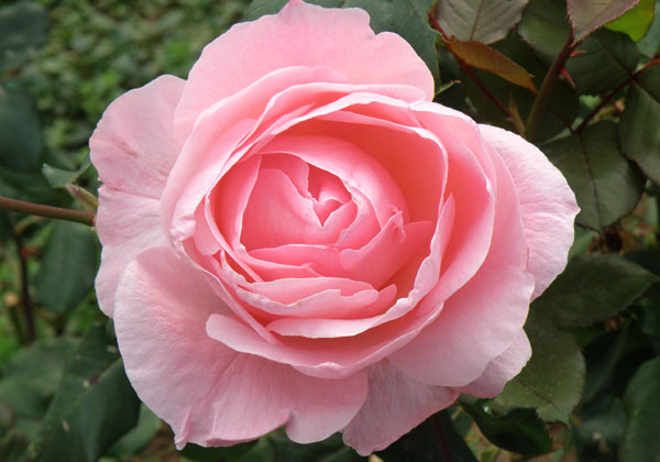 Rosa-rosae