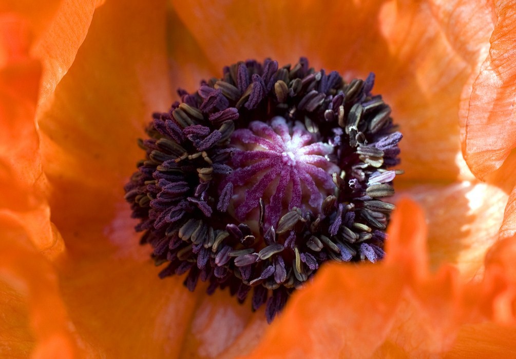 Il cuore del papavero