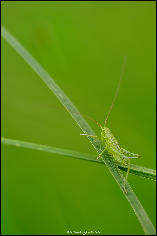 Incroci in tono su tono