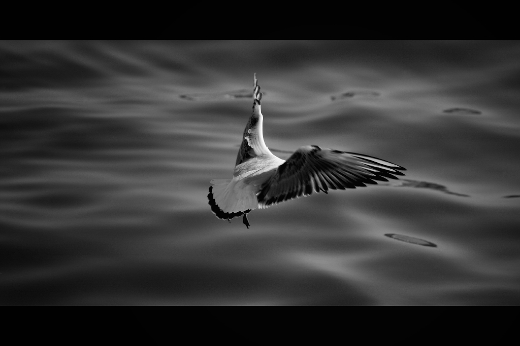 Direttore d'orchestra