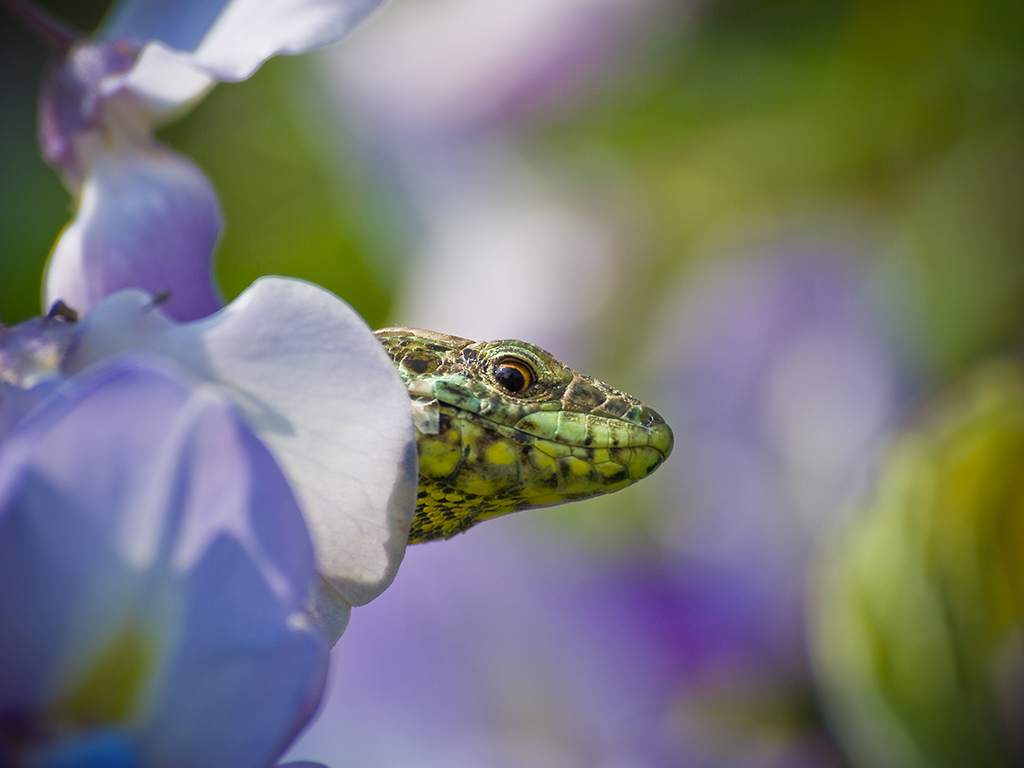 Nascosta nel Glicine