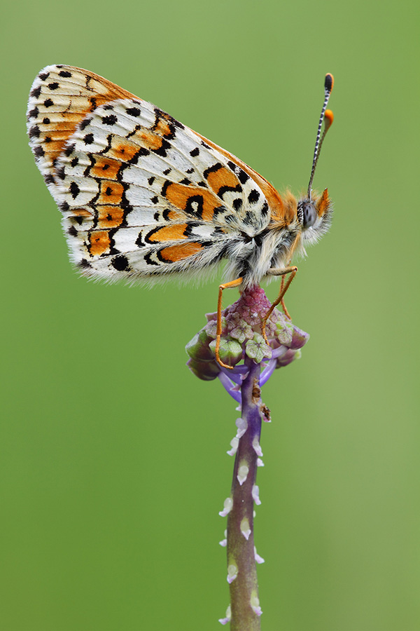 Melitea sp. su fiore