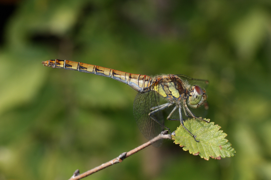 Una delle tante Sympetrum