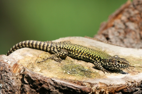 sto tornando bambino