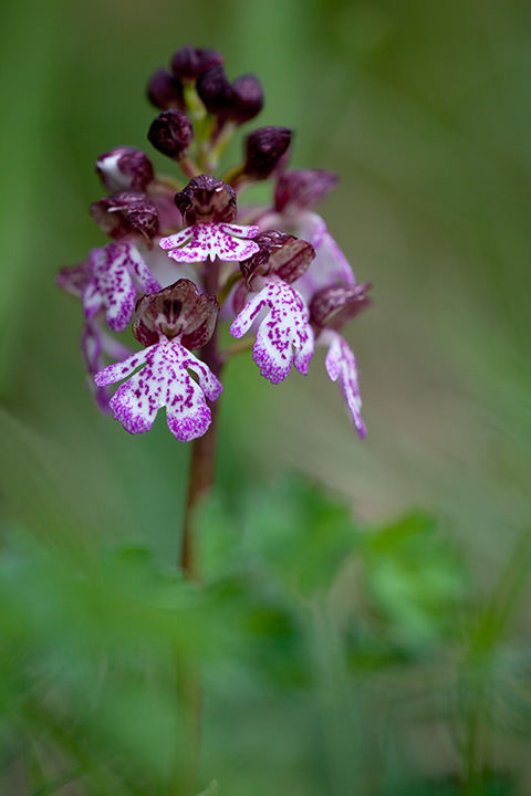 Orchis purpurea