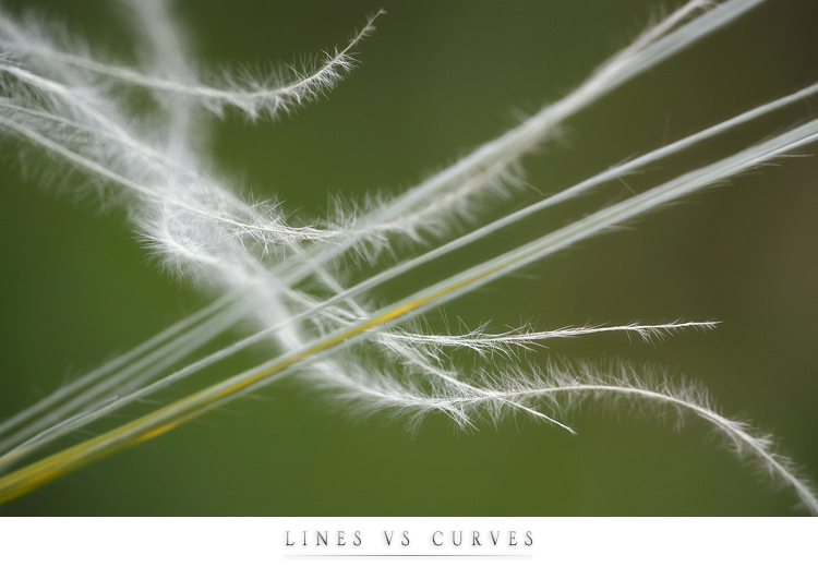 Lines vs Curves