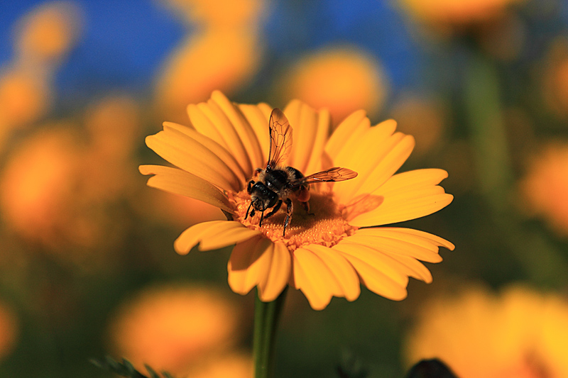 Bzzz... nelle Madonie