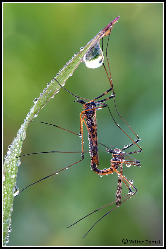 E' proprio primavera......