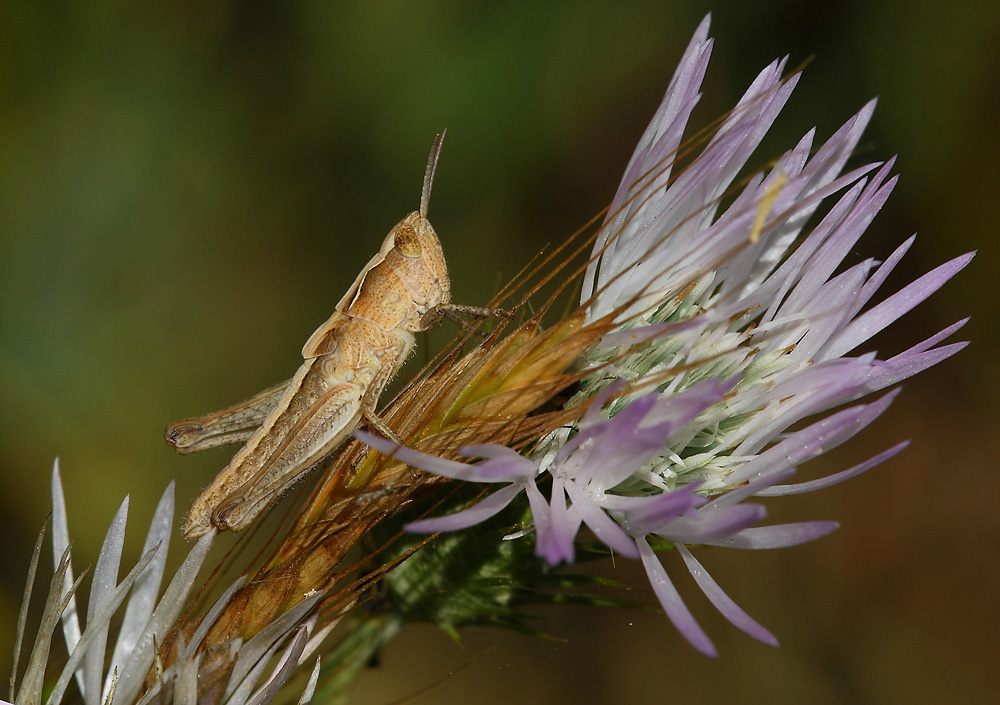 ...Un Piccolo Grillo...!!!