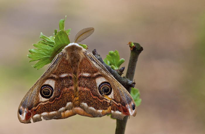 Maschio di Pavoniella