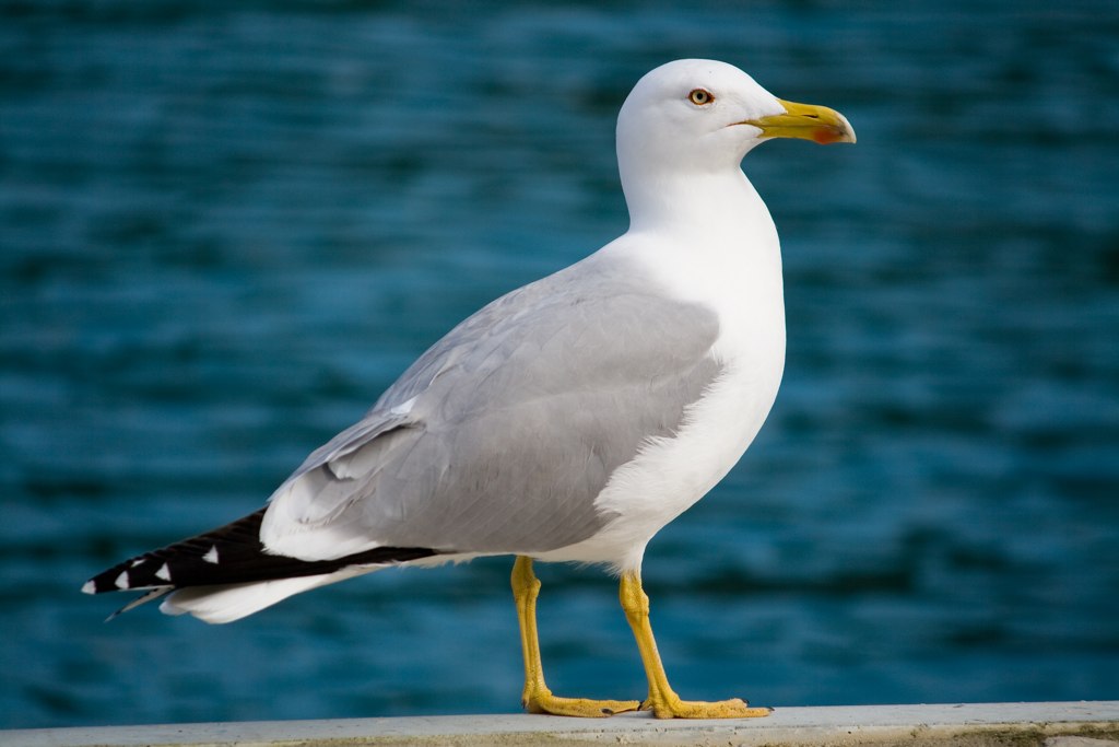 Larus michahellis