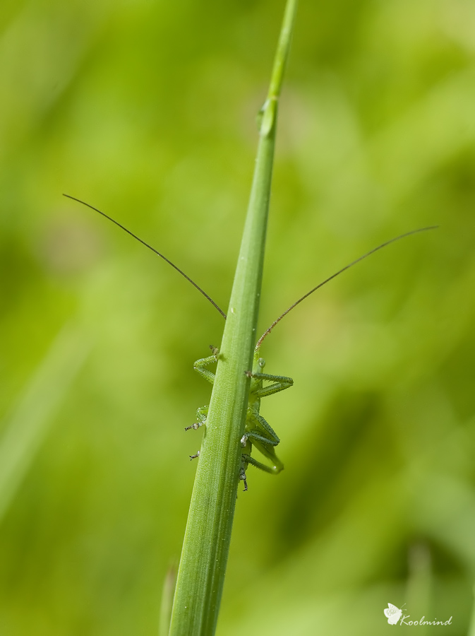 Mi son nascosto bene?