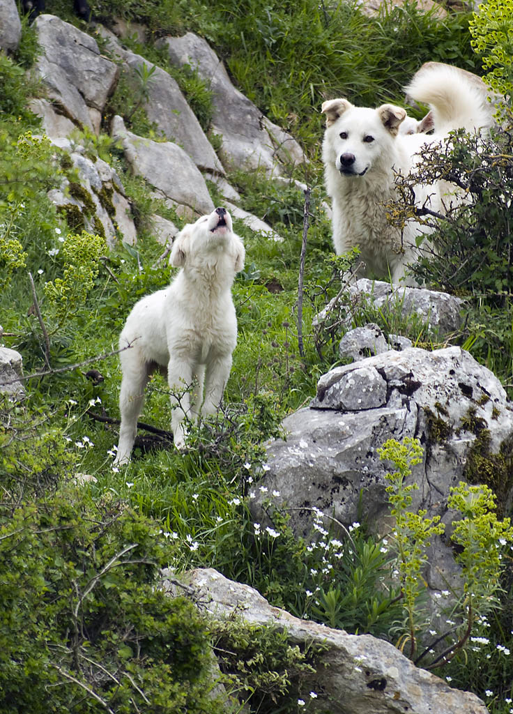 Ehi pap�, senti qua!