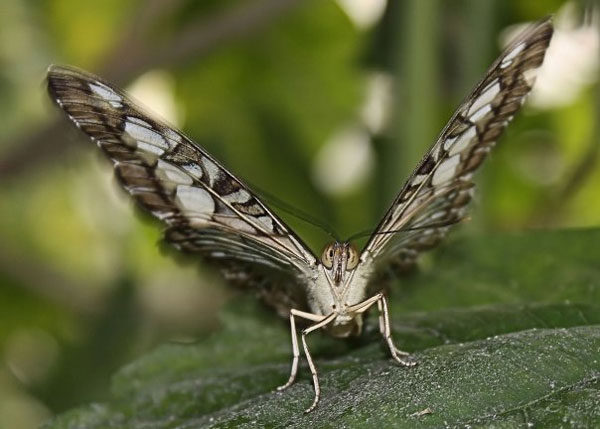 Cos'hai da guardare?