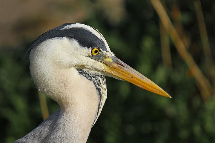 INGESTIONE DIFFICOLTOSA......