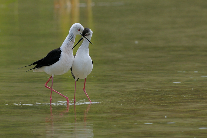 L'amore � una cosa meravigliosa