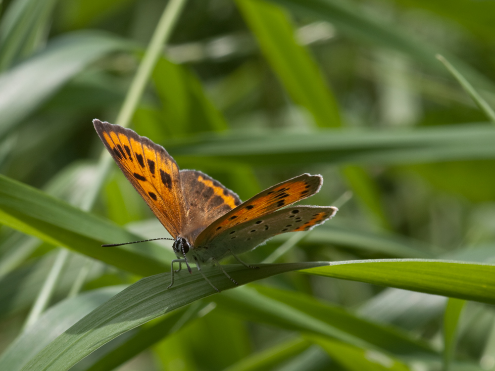 Lycaena dispar femmina