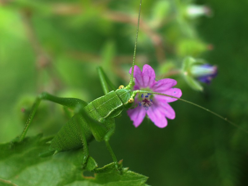 Il mangia fiori