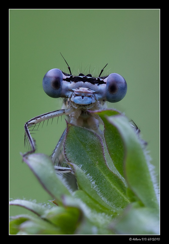 ...questi due occhioni...