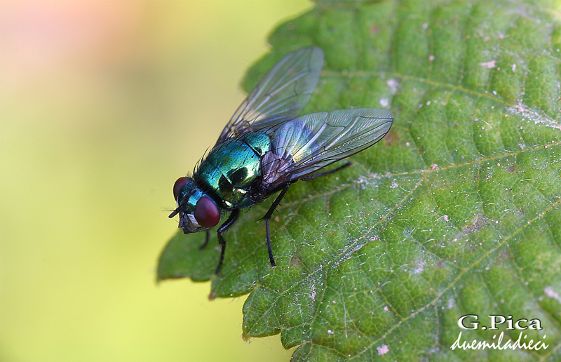 Mosca - La prima macro di una lunga serie