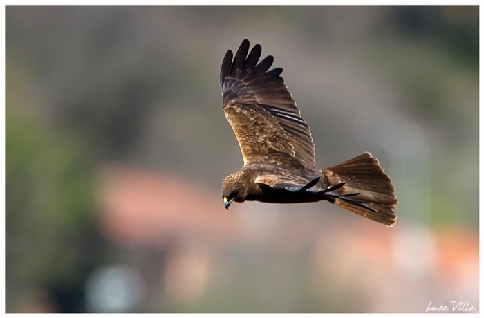 Falco di Palude (giovane)