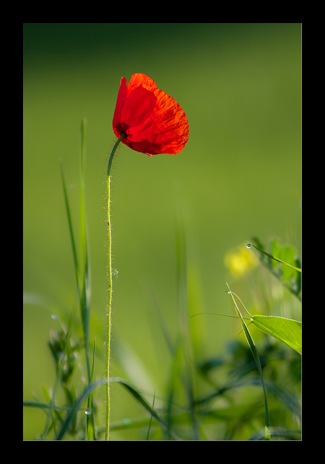 Luci di primavera - 4