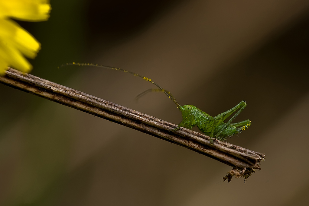 Tettigonia sul rametto